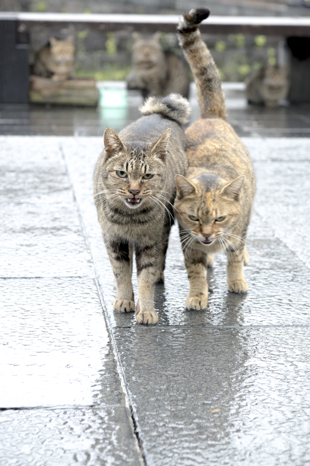 f:id:fewpoco:20151003105908j:plain f:id:fewpoco:20151003105908j:plain