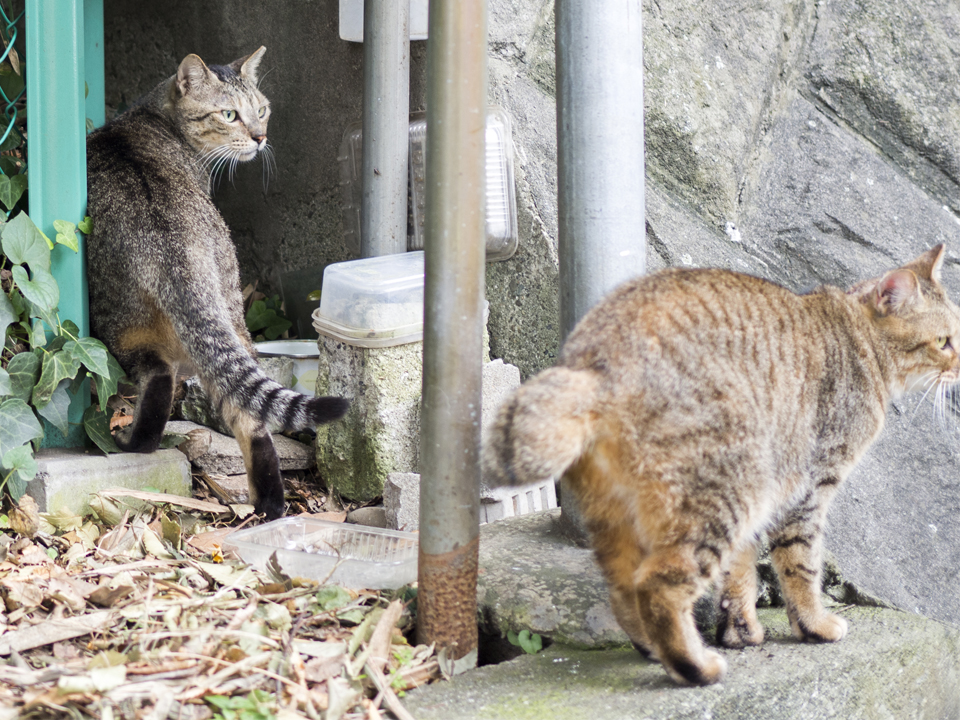 f:id:fewpoco:20151011110040j:plain f:id:fewpoco:20151011110040j:plain