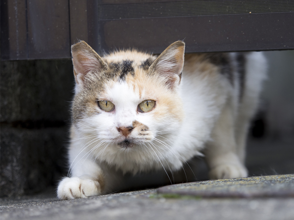 f:id:fewpoco:20151029005556j:plain f:id:fewpoco:20151029005556j:plain