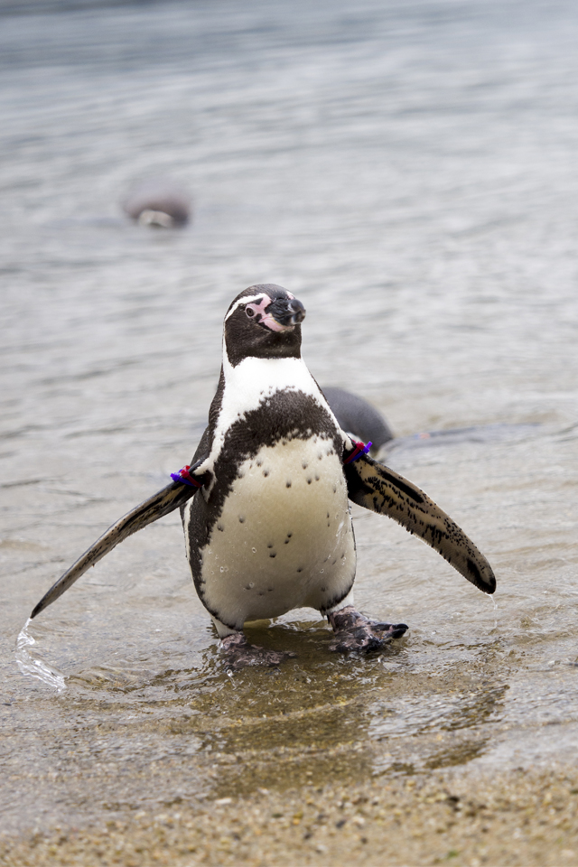 f:id:fewpoco:20151114110701j:plain f:id:fewpoco:20151114110701j:plain