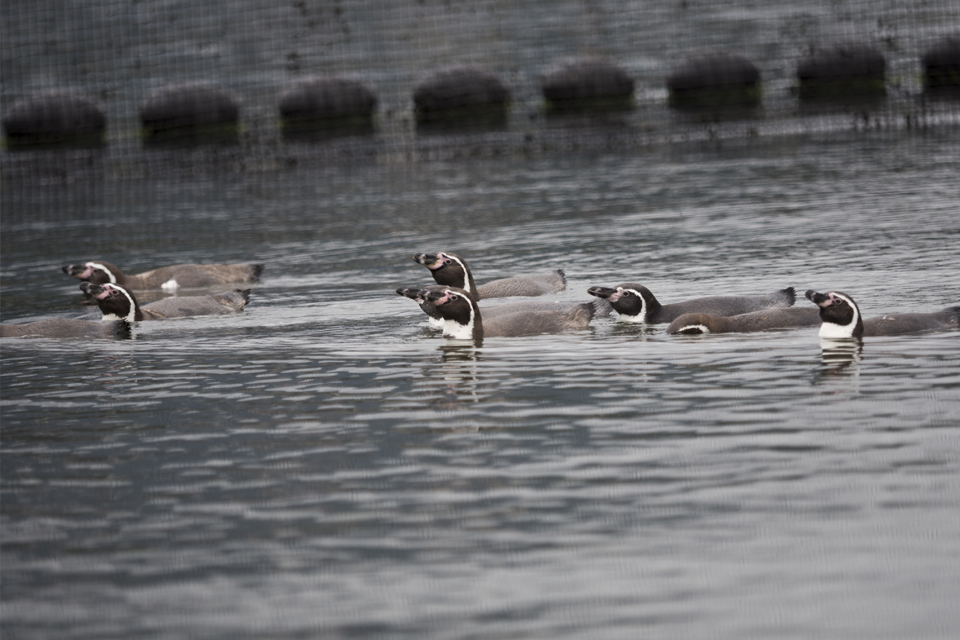 f:id:fewpoco:20151114111552j:plain f:id:fewpoco:20151114111552j:plain