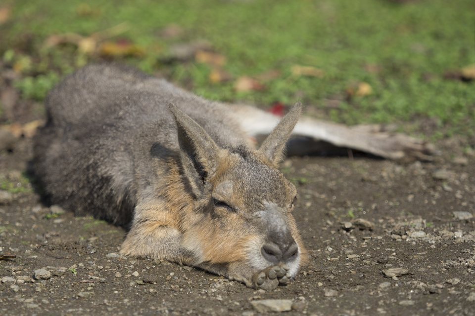 f:id:fewpoco:20151114112556j:plain f:id:fewpoco:20151114112556j:plain