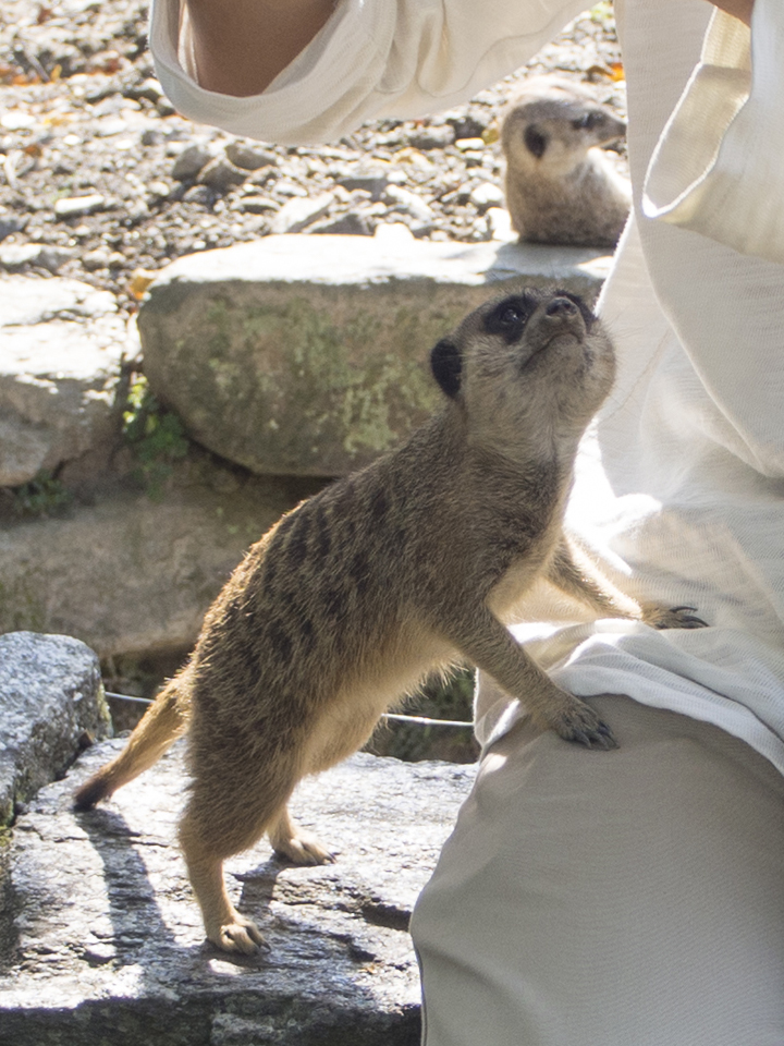 f:id:fewpoco:20151114113133j:plain f:id:fewpoco:20151114113133j:plain