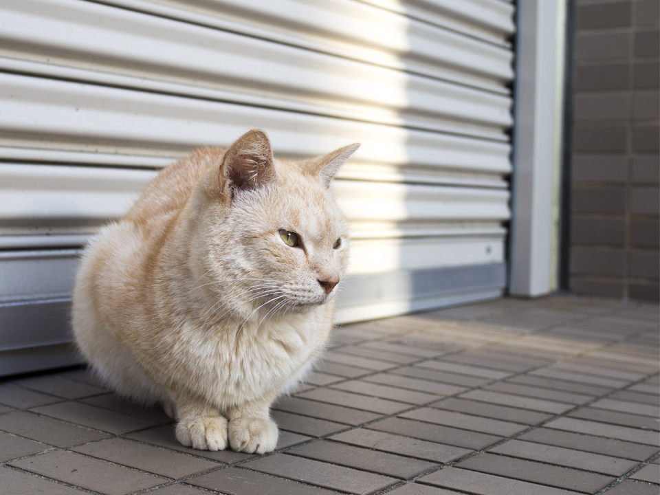 f:id:fewpoco:20151115210140j:plain f:id:fewpoco:20151115210140j:plain