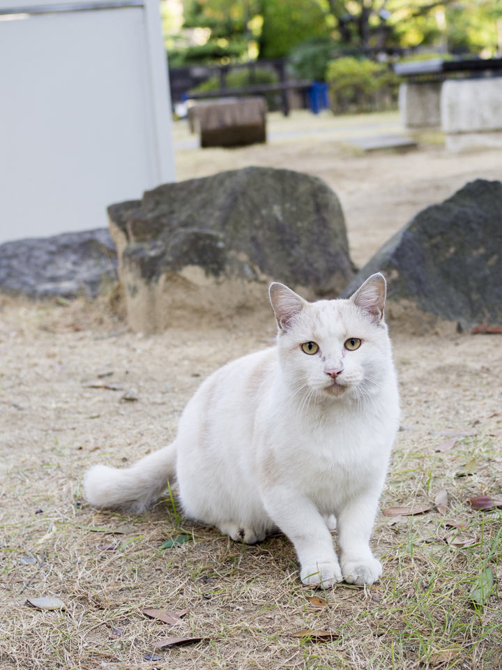 f:id:fewpoco:20151115210802j:plain f:id:fewpoco:20151115210802j:plain