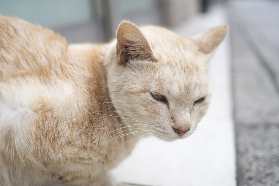 f:id:fewpoco:20151116235244j:plain f:id:fewpoco:20151116235244j:plain