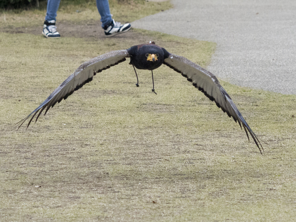 f:id:fewpoco:20151205095733j:plain f:id:fewpoco:20151205095733j:plain