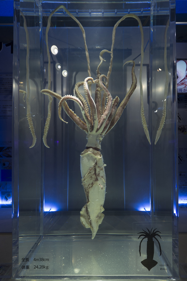 f:id:fewpoco:20151223211657j:plain f:id:fewpoco:20151223211657j:plain