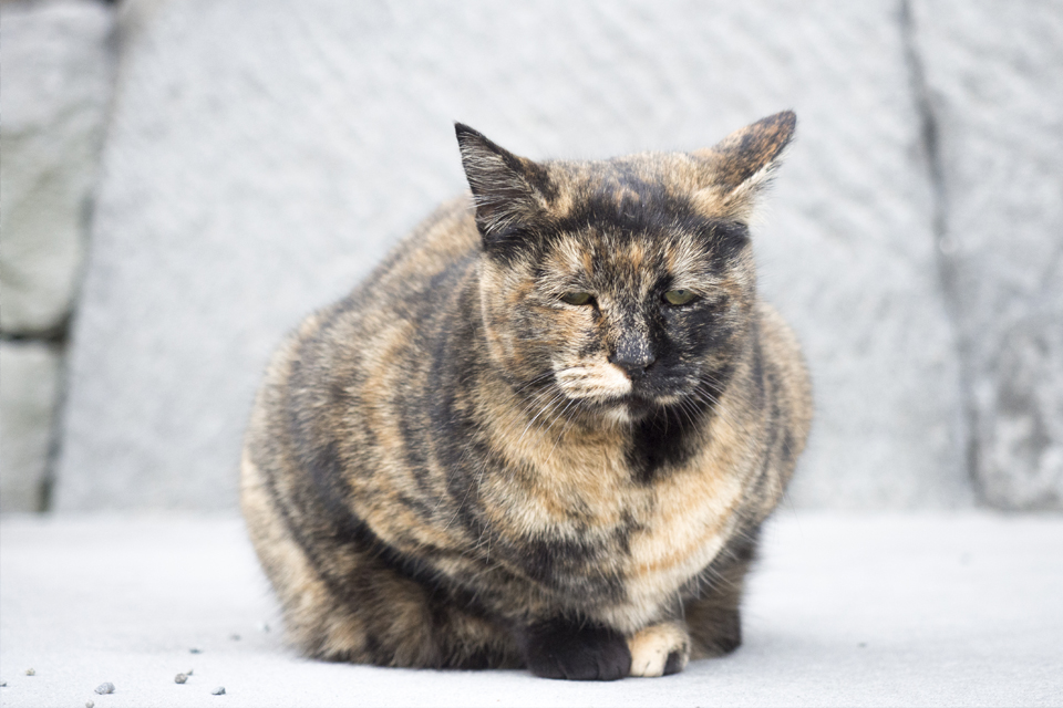 f:id:fewpoco:20160111221837j:plain