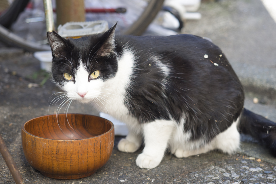 f:id:fewpoco:20160212223346j:plain