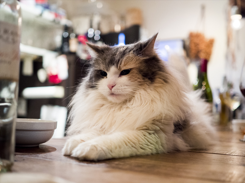 f:id:fewpoco:20160516012803j:plain f:id:fewpoco:20160516012803j:plain