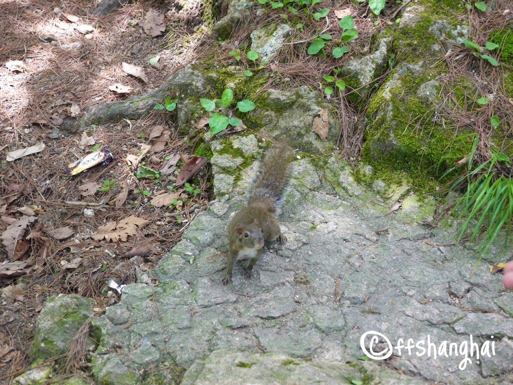 f:id:ffshanghai:20150816134327j:image f:id:ffshanghai:20150816134327j:image