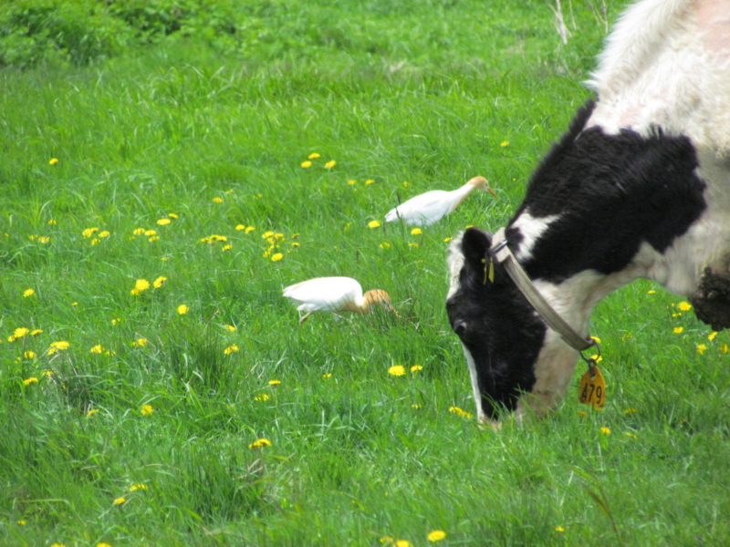 f:id:fieldworker:20130604114558j:plain f:id:fieldworker:20130604114558j:plain