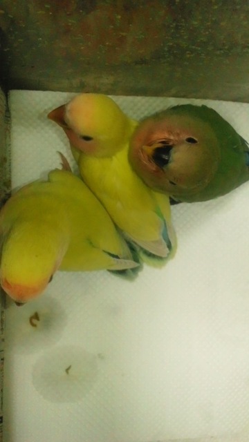 f:id:finalpacific:20140128224131j:plain f:id:finalpacific:20140128224131j:plain
