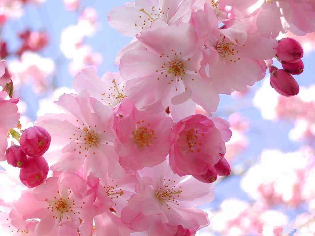 f:id:fineyoga:20160323022022j:image f:id:fineyoga:20160323022022j:image