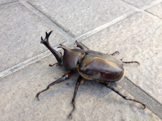 f:id:fishsword:20130729082441j:plain f:id:fishsword:20130729082441j:plain