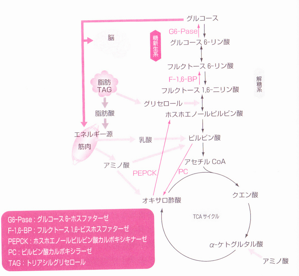 糖新生についての基礎知識 合格するぞ！管理栄養士国家試験