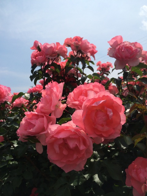 f:id:flashbacktender:20140624114104j:plain f:id:flashbacktender:20140624114104j:plain