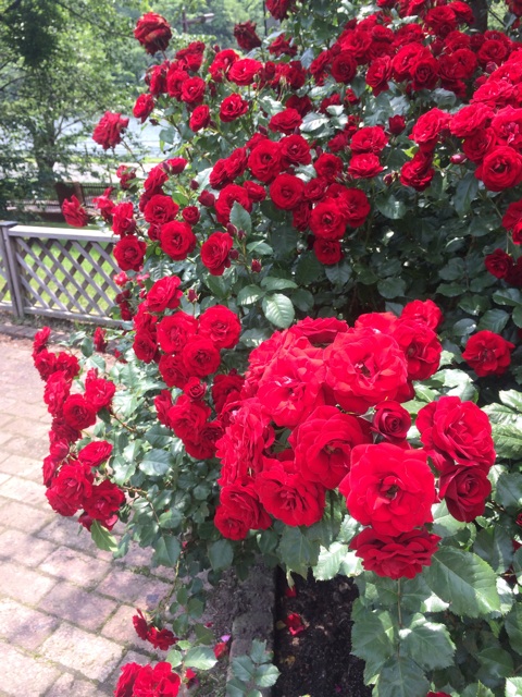 f:id:flashbacktender:20140624114257j:plain f:id:flashbacktender:20140624114257j:plain