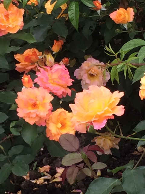 f:id:flashbacktender:20140624114400j:plain f:id:flashbacktender:20140624114400j:plain