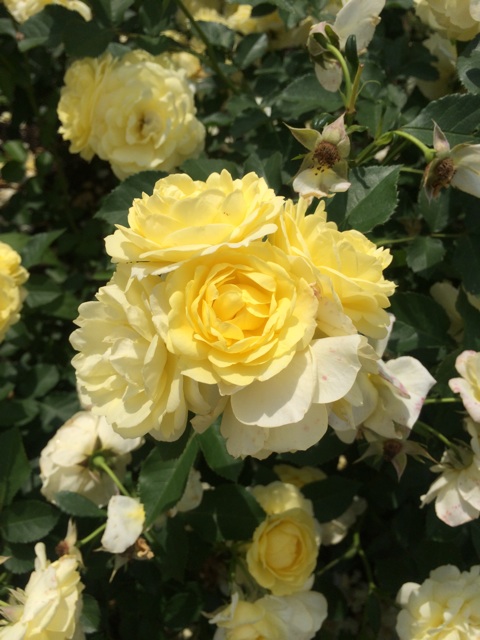 f:id:flashbacktender:20140624115210j:plain f:id:flashbacktender:20140624115210j:plain