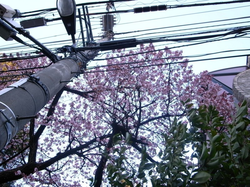 f:id:flashingwind:20090208164754j:image:w150 f:id:flashingwind:20090208164754j:image:w150