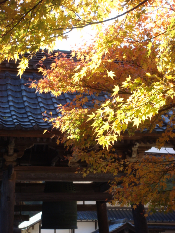 f:id:flower74230492:20121116142035j:plain f:id:flower74230492:20121116142035j:plain