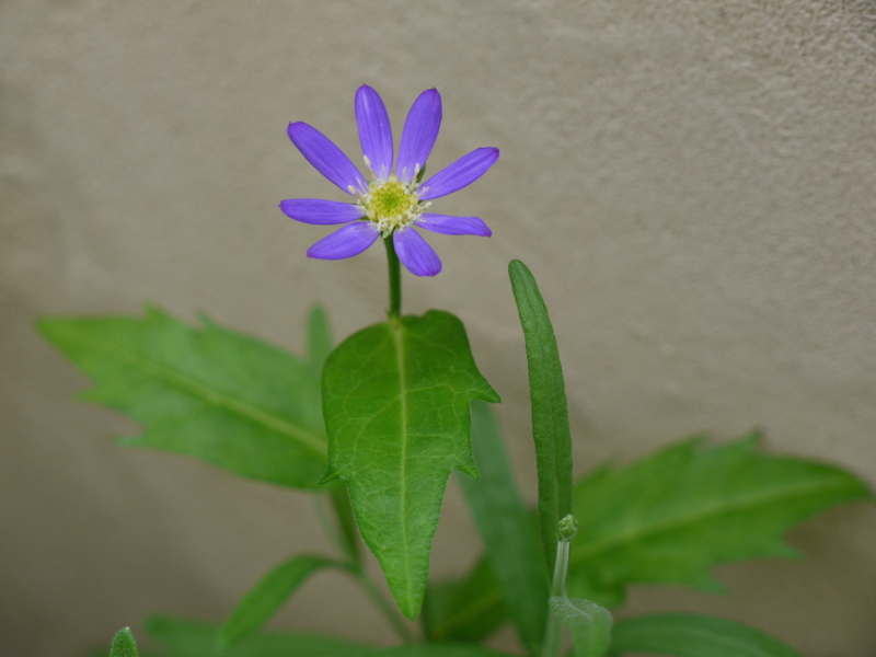 f:id:flower74230492:20130508070121j:plain