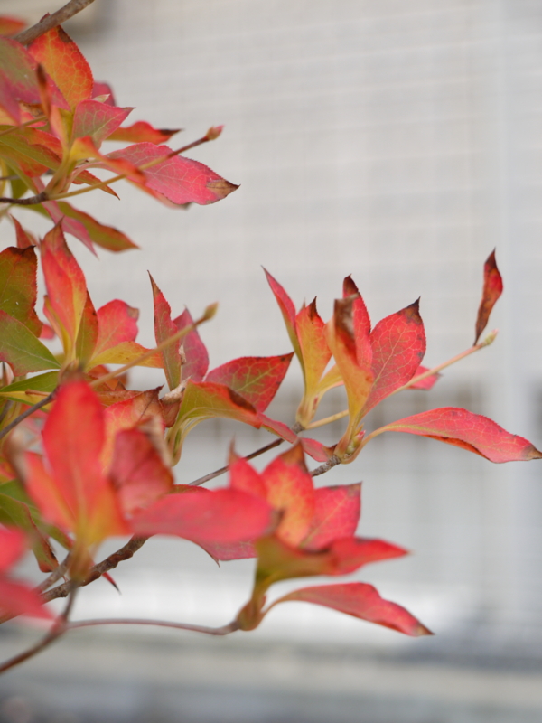 f:id:flower74230492:20131101072734j:plain f:id:flower74230492:20131101072734j:plain