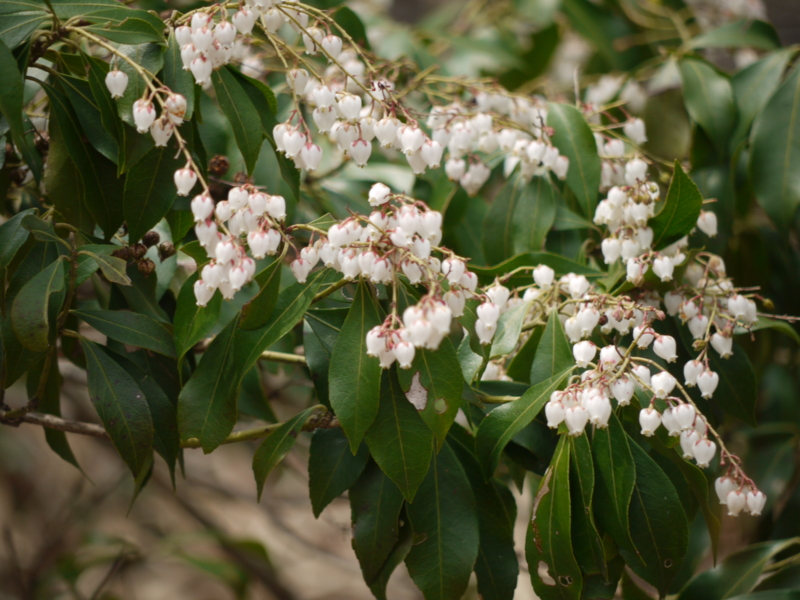 f:id:flower74230492:20140416111121j:plain