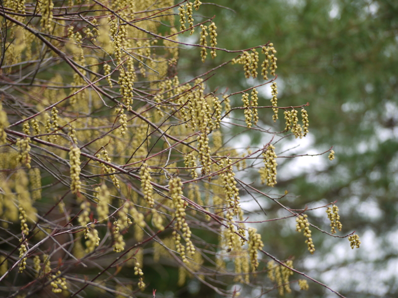 f:id:flower74230492:20140416115716j:plain