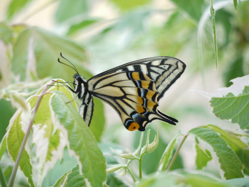 f:id:flower74230492:20140507062751j:plain