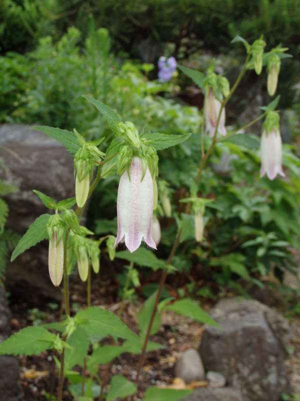 f:id:flower74230492:20140606091157j:plain f:id:flower74230492:20140606091157j:plain