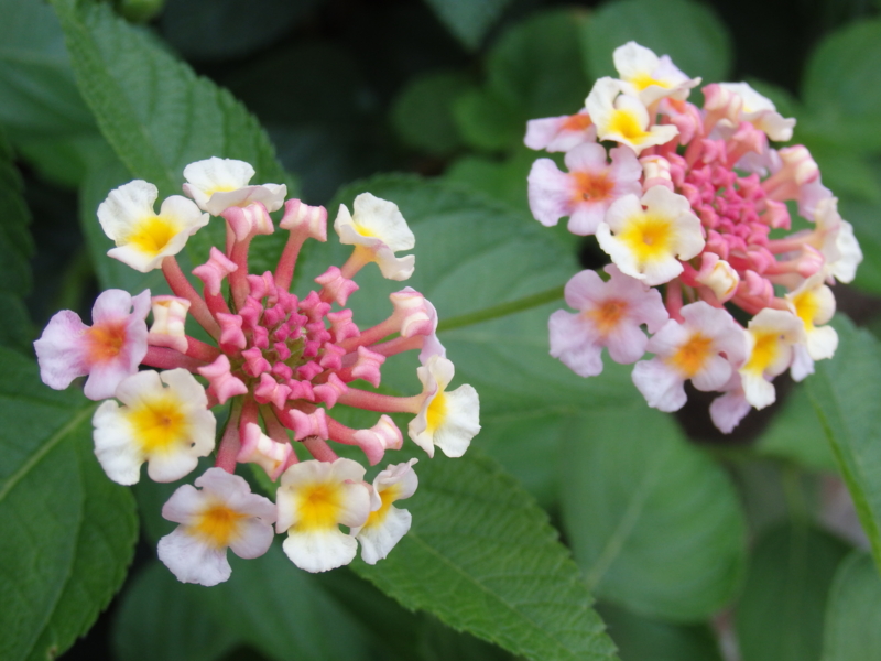 f:id:flower74230492:20140908073258j:plain