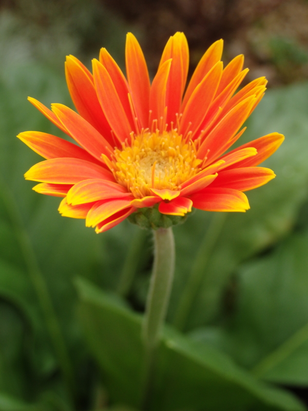 f:id:flower74230492:20140926145428j:plain