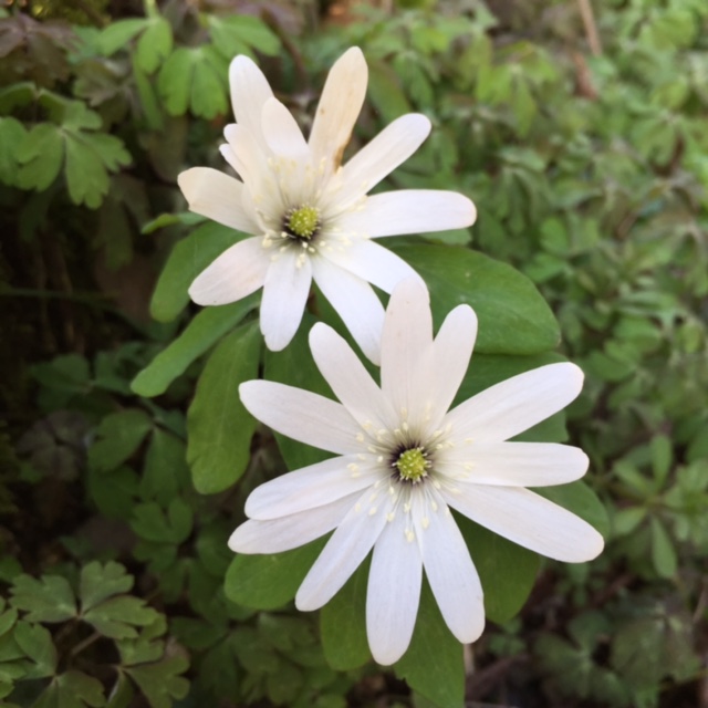 f:id:flower74230492:20150317151738j:plain