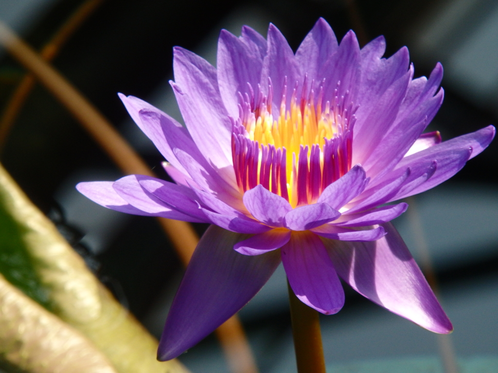 f:id:flower74230492:20150801143419j:plain f:id:flower74230492:20150801143419j:plain