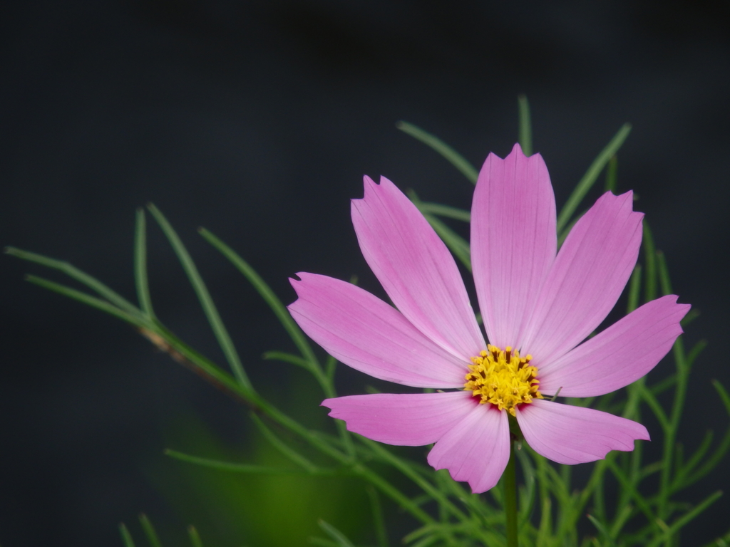 f:id:flower74230492:20150817103134j:plain f:id:flower74230492:20150817103134j:plain