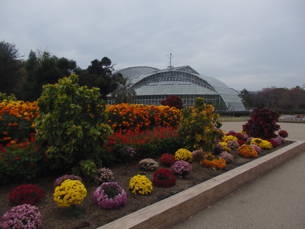 f:id:flower74230492:20151123152324j:plain f:id:flower74230492:20151123152324j:plain