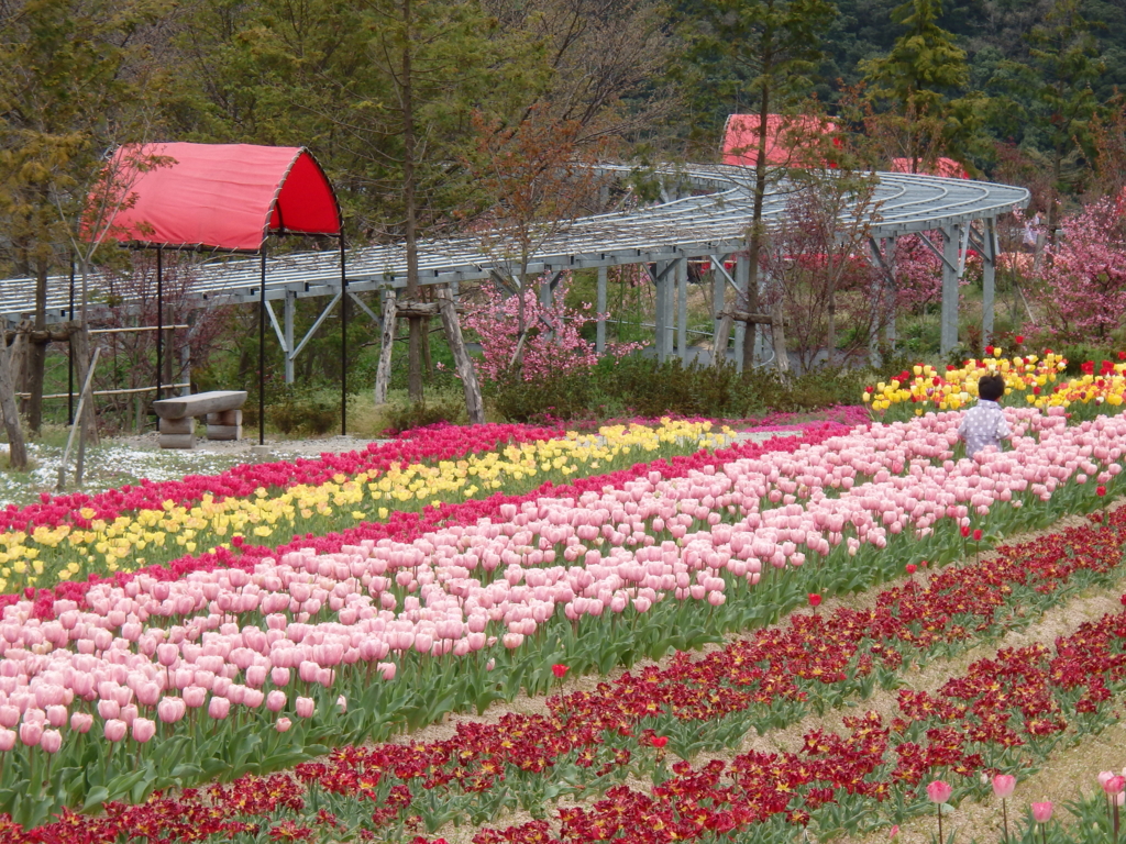 f:id:flower74230492:20160410112024j:plain