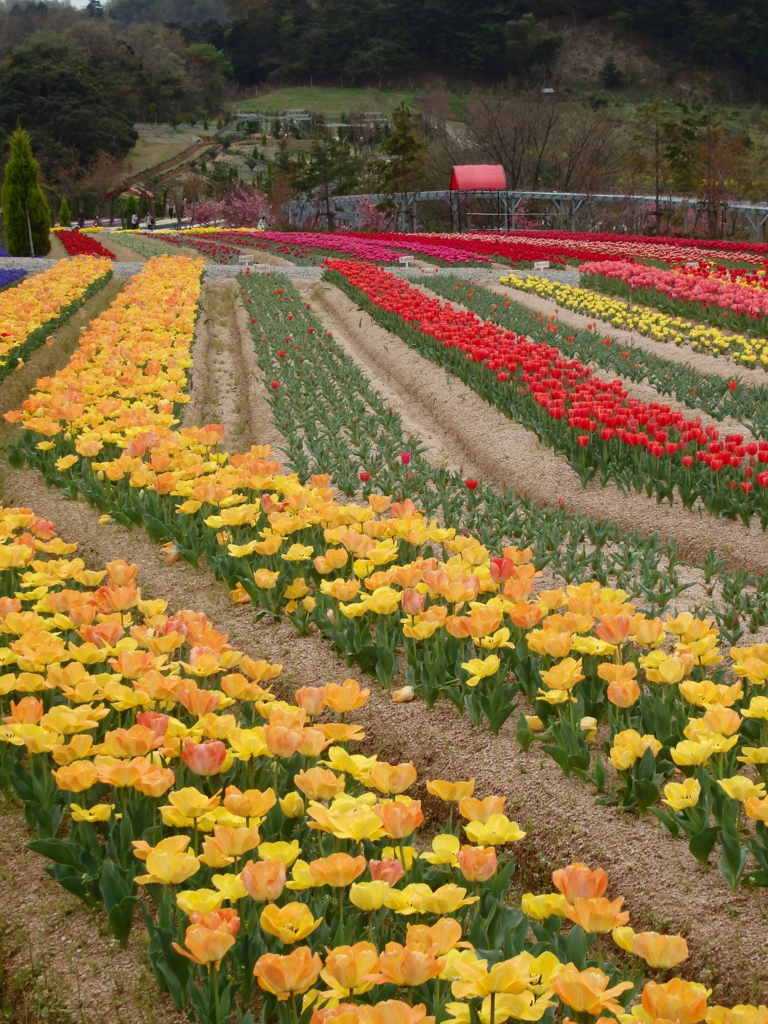 f:id:flower74230492:20160410113614j:plain