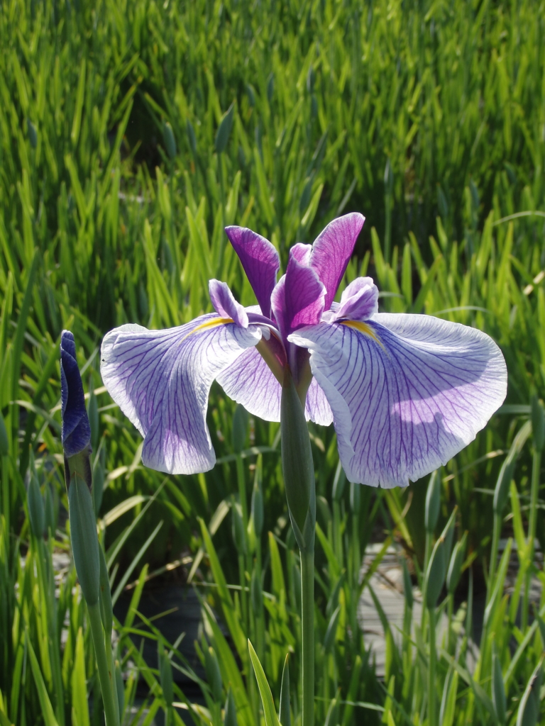 f:id:flower74230492:20160603165913j:plain