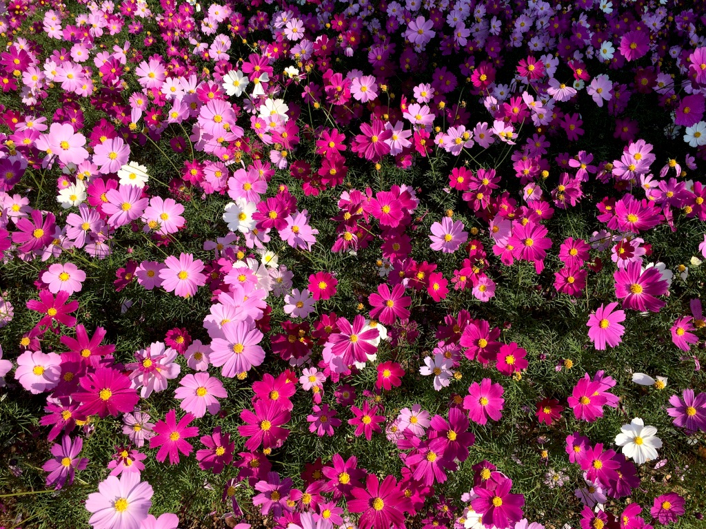 f:id:floweroflife:20151116204349j:image f:id:floweroflife:20151116204349j:image