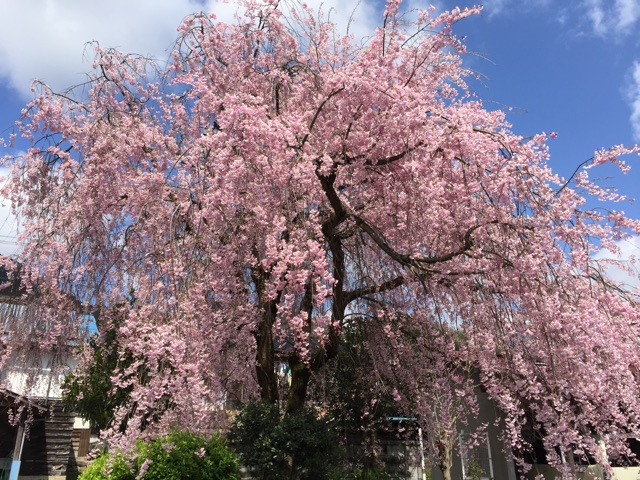 f:id:fniku:20150411223832j:plain f:id:fniku:20150411223832j:plain