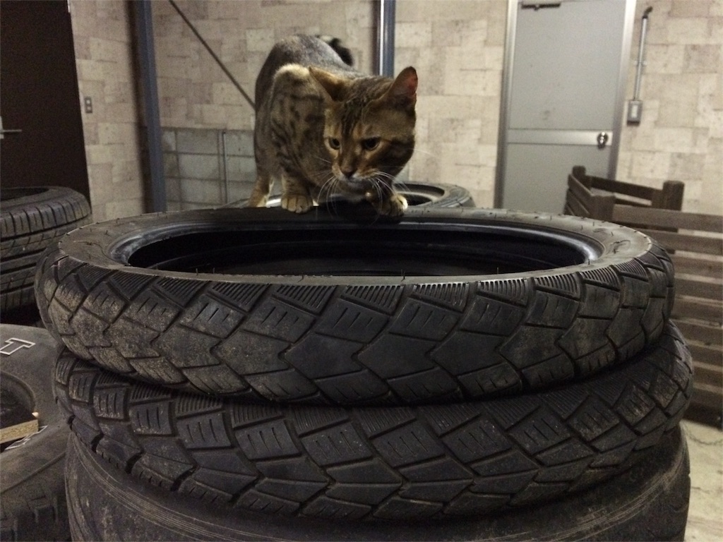 f:id:fool-on-the-wheel:20160120114451j:image f:id:fool-on-the-wheel:20160120114451j:image