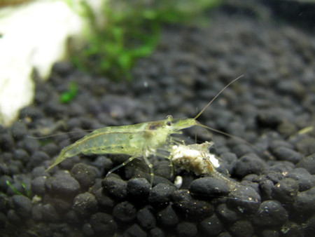 f:id:frontline:20090711215735j:image