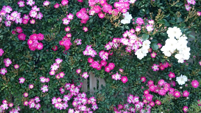 f:id:frozenwaterdrop:20160523025435j:image f:id:frozenwaterdrop:20160523025435j:image
