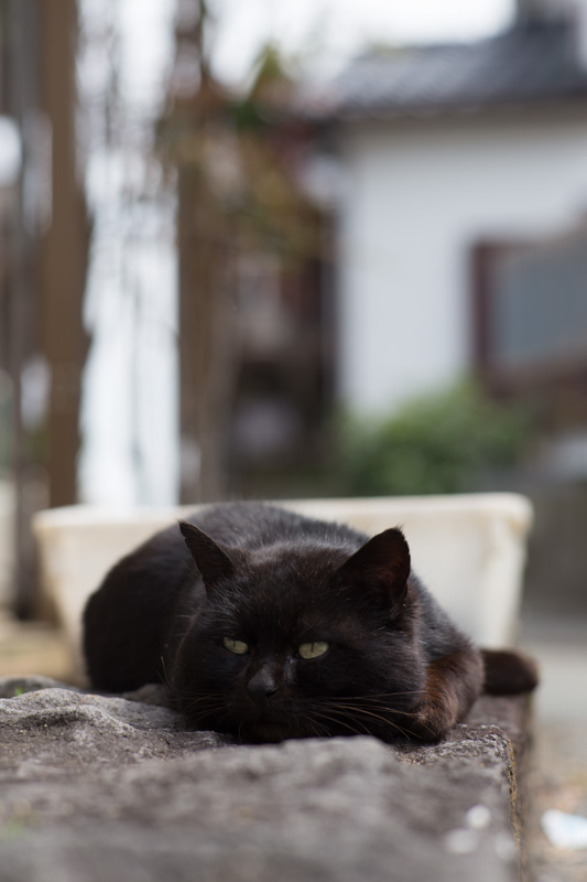 f:id:fubirai:20130511233121j:image f:id:fubirai:20130511233121j:image