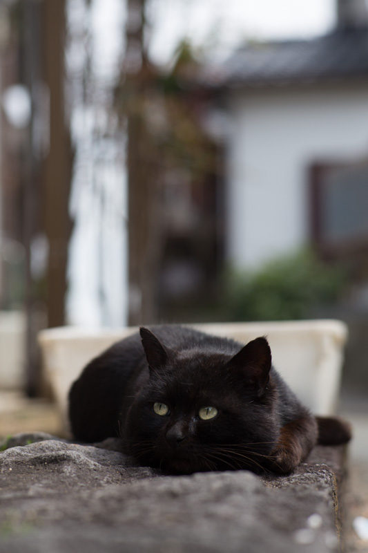 f:id:fubirai:20130511233122j:image f:id:fubirai:20130511233122j:image