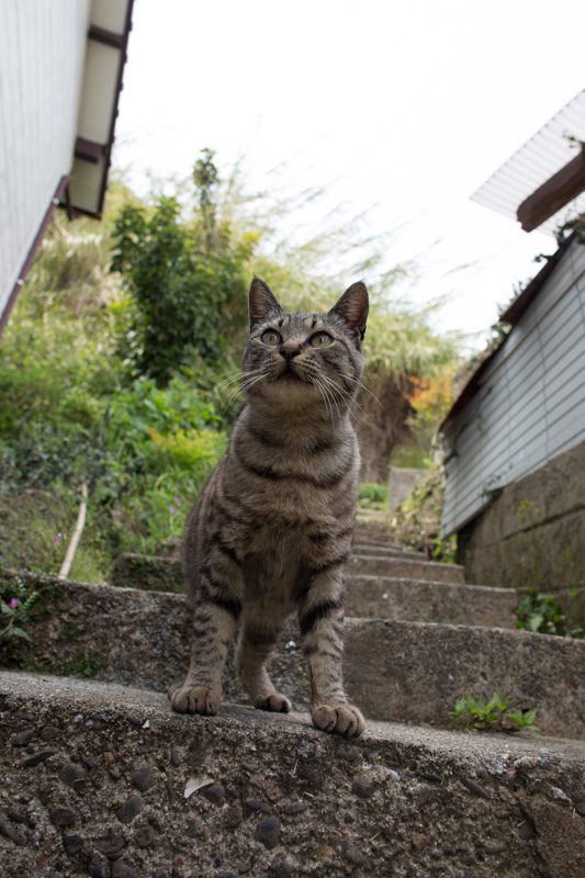 f:id:fubirai:20131129213521j:image f:id:fubirai:20131129213521j:image